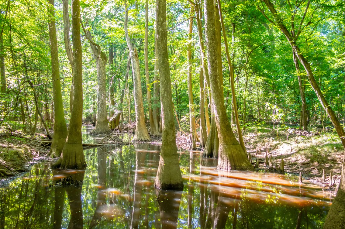 Cypress forest and swamp of Congaree National Park in South Carolina.