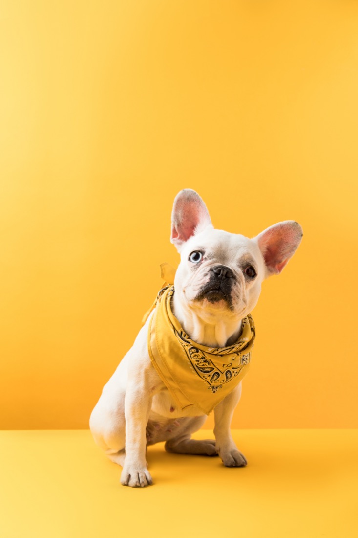 Dog Yellow background