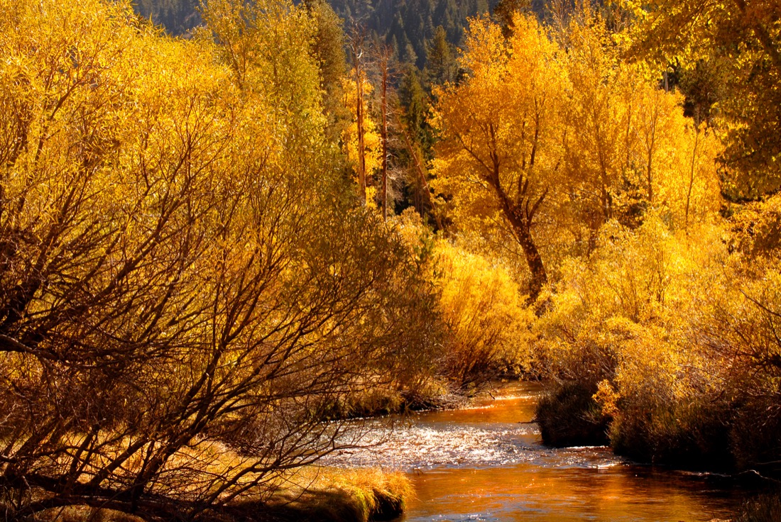 Golden fall colors in Yosemite Valley, California, USA.