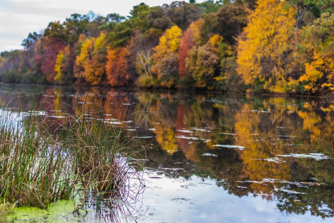 Tall grass with colorful Autumn trees refelcted in lake along shoreline at Mirror Lake in Wisconsin. 