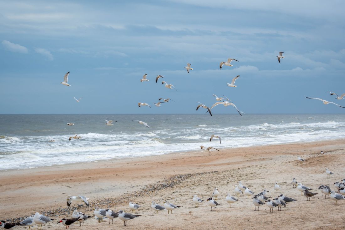 Birds at the beach in Amelia Island, Florida.