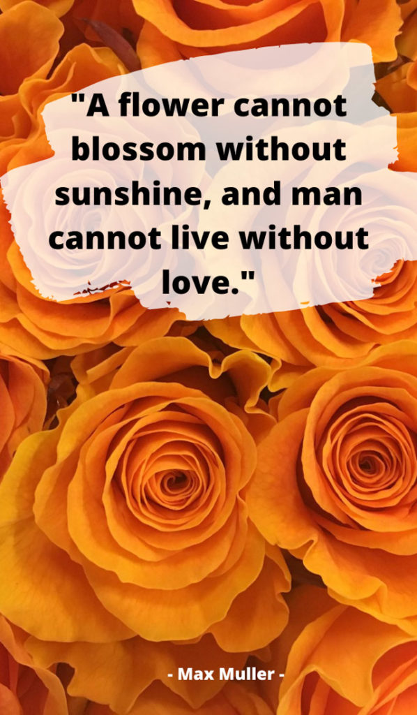 Text A flower cannot blossom without sunshine, and man cannot live without love. Image orange roses