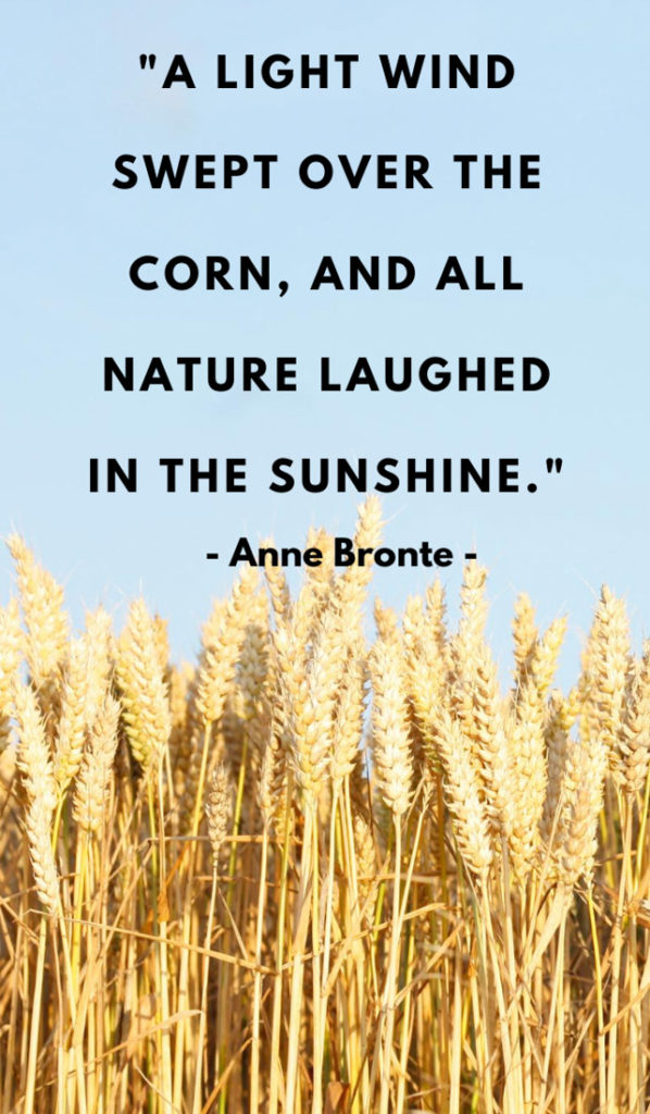 Text A light wind swept over the corn, and all nature laughed in the sunshine. Image cornfield 