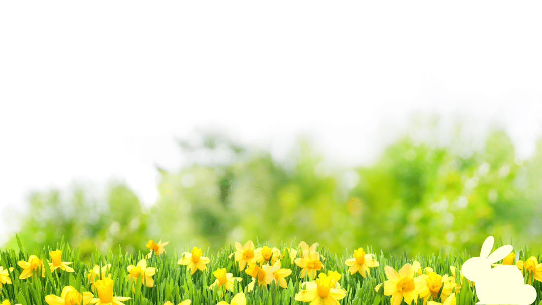 Daffodils Easter Zoom background